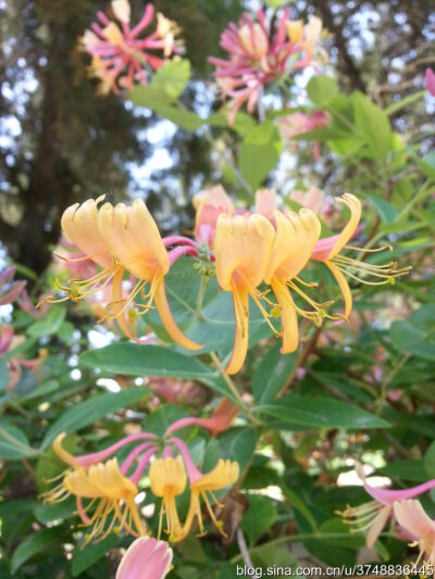 【石之若璞-花事-夏日觅花影】中文学名：台尔曼忍冬~ 拉丁学名：Lonicera tellmanniana~ 忍冬科 Caprifoliaceae-忍冬属 Lonicera-台尔曼忍冬 Lonicera~