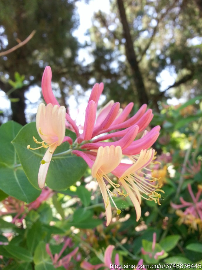 【石之若璞-花事-夏日觅花影】中文学名：台尔曼忍冬~ 拉丁学名：Lonicera tellmanniana~ 忍冬科 Caprifoliaceae-忍冬属 Lonicera-台尔曼忍冬 Lonicera~