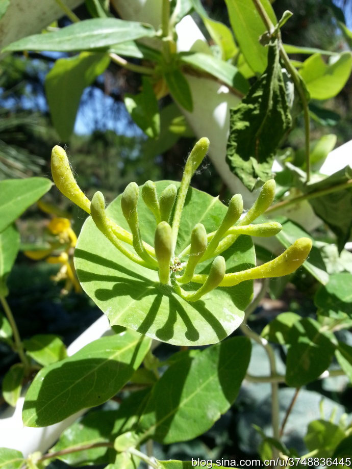 【石之若璞-花事-夏日觅花影】中文学名：台尔曼忍冬~ 拉丁学名：Lonicera tellmanniana~ 忍冬科 Caprifoliaceae-忍冬属 Lonicera-台尔曼忍冬 Lonicera~