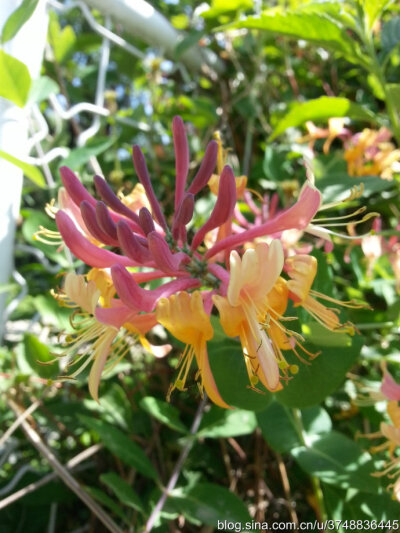 【石之若璞-花事-夏日觅花影】中文学名：台尔曼忍冬~ 拉丁学名：Lonicera tellmanniana~ 忍冬科 Caprifoliaceae-忍冬属 Lonicera-台尔曼忍冬 Lonicera~