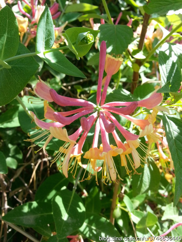 【石之若璞-花事-夏日觅花影】中文学名：台尔曼忍冬~ 拉丁学名：Lonicera tellmanniana~ 忍冬科 Caprifoliaceae-忍冬属 Lonicera-台尔曼忍冬 Lonicera~