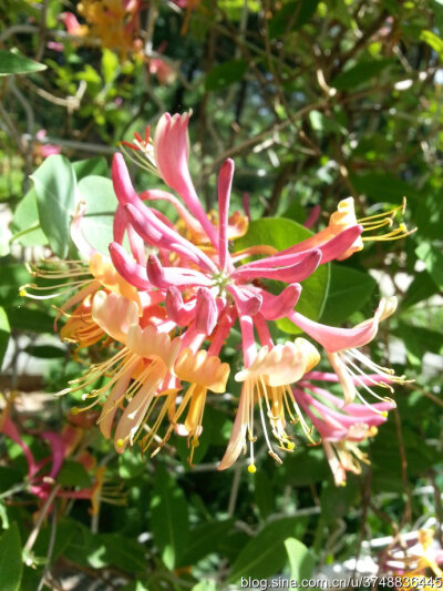 【石之若璞-花事-夏日觅花影】中文学名：台尔曼忍冬~ 拉丁学名：Lonicera tellmanniana~ 忍冬科 Caprifoliaceae-忍冬属 Lonicera-台尔曼忍冬 Lonicera~