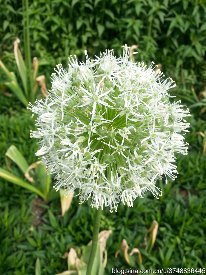 【石之若璞-花事-夏日觅花影】种名：大花葱~ 学名：Allium giganteum~ 英名：Giant Onion~ 别名：吉安花、巨葱、高葱、硕葱~ 百合科-葱属~