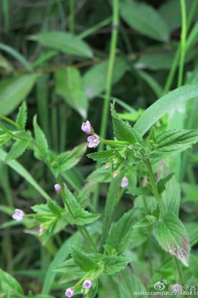 沼生柳叶菜