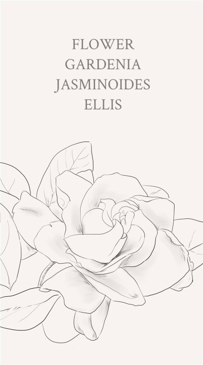 栀子花：GARDENIA JASMINOIDES ELLIS。花语：坚强、永恒的爱、一生的守候。