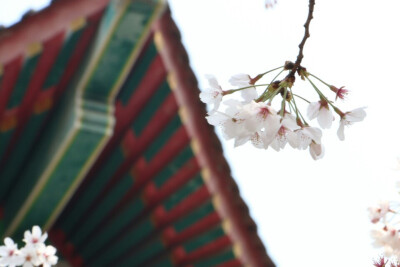 鸡鸣寺 樱花