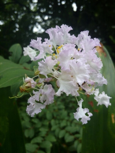 粉色紫薇，不知道是原来就是粉色还是掉了颜色？ 2015-07-22