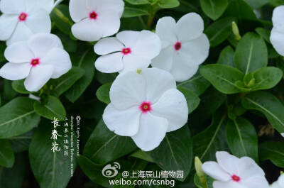 长春花