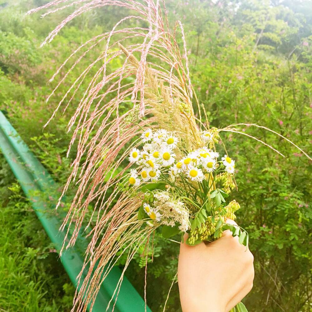 路边儿的野花你不要采