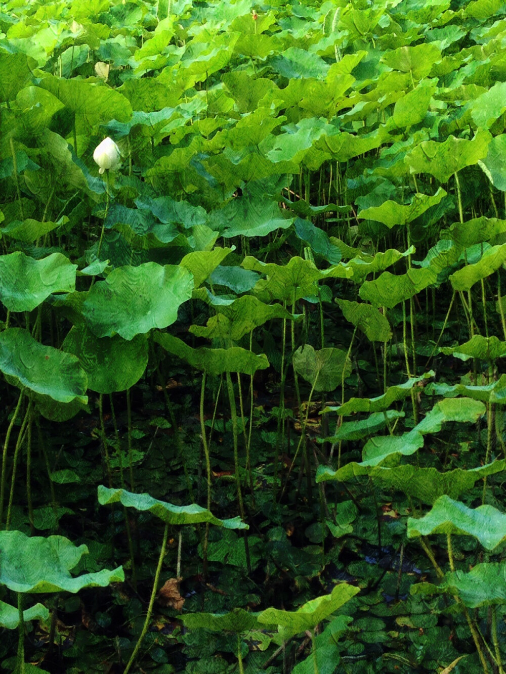 夏日壁纸