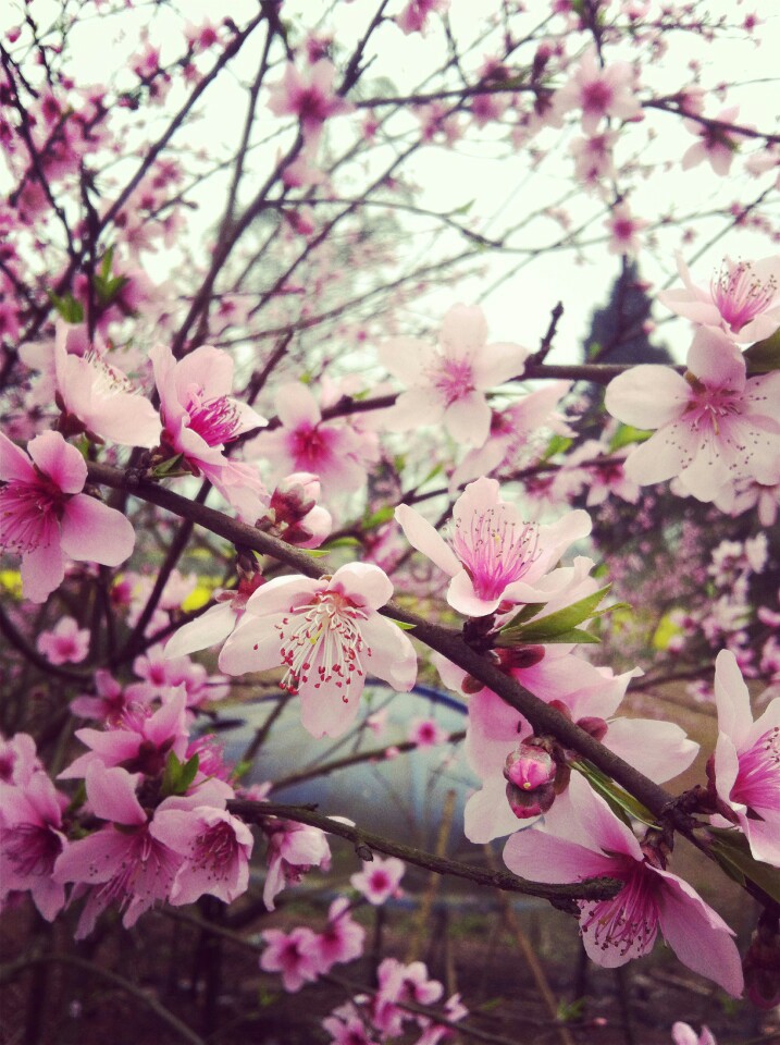 我借桃花念俊人。 不知俊人有感觉， 原来春天到了。 离开她也有半年了， 可知她是否过的好。 如今的我， 给不了她想要的。 幸福！！！