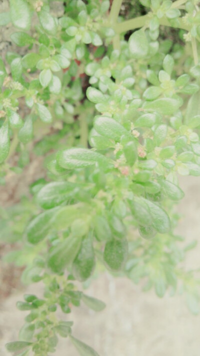 绿色植物，壁纸，LiaoJing卡諾，