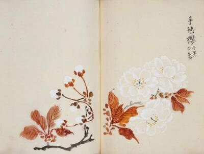 樱花之美‖古人绘制的精美樱花图谱，每种樱花的名字都极赋诗意。