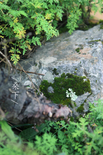 ｛汉景，青苔，凉石｝《咏苎萝山》年代:唐 作者: 李白 西施越溪女，出自苎萝山。秀色掩今古，荷花羞玉颜。浣纱弄碧水，自与清波闲。皓齿信难开，沉吟碧云间。勾践徵绝艳，扬蛾入吴关。提携馆娃宫，杳渺讵可攀。一破…