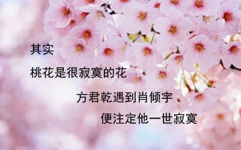 其实 桃花是很寂寞的花