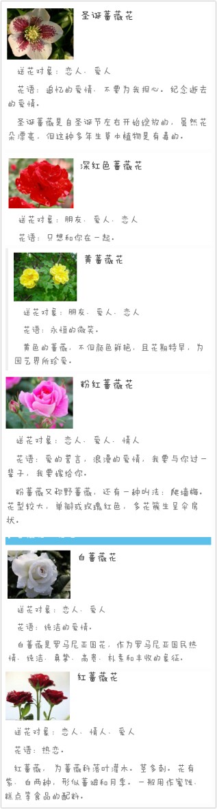 蔷薇花