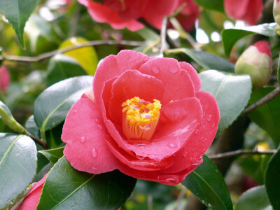 Camellia Blossom 山茶