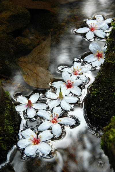 落花流水手机壁纸图片