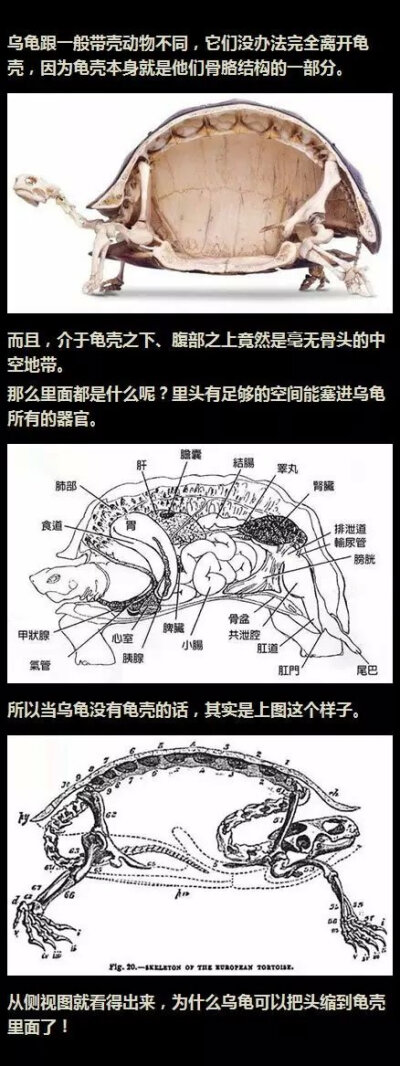 乌龟真正内部结构