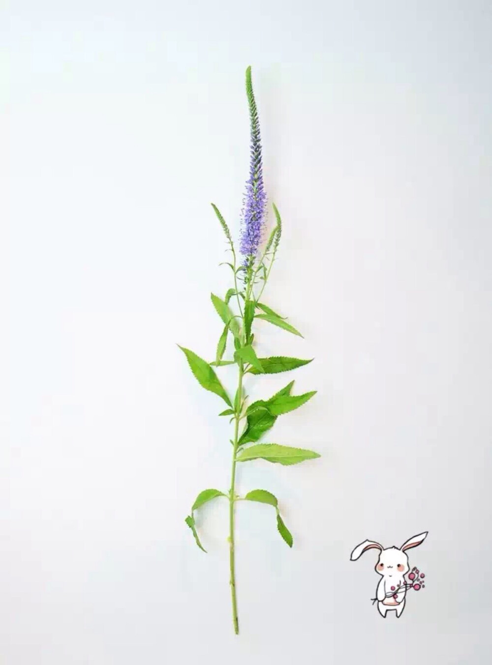 【Veronica spicata L】穗花婆婆纳：花冠为高雅的淡蓝紫色，花穗挺拔细长，纤小花朵聚集其上。该属花卉有蓝、白、粉三种颜色。适于花坛丛植及切花配材。花期6~8月今后一个月在THE ROSE可以选购啦