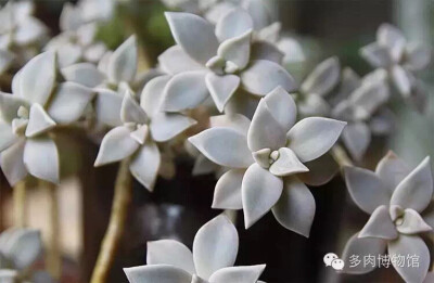 普货老桩，你本来就很美!