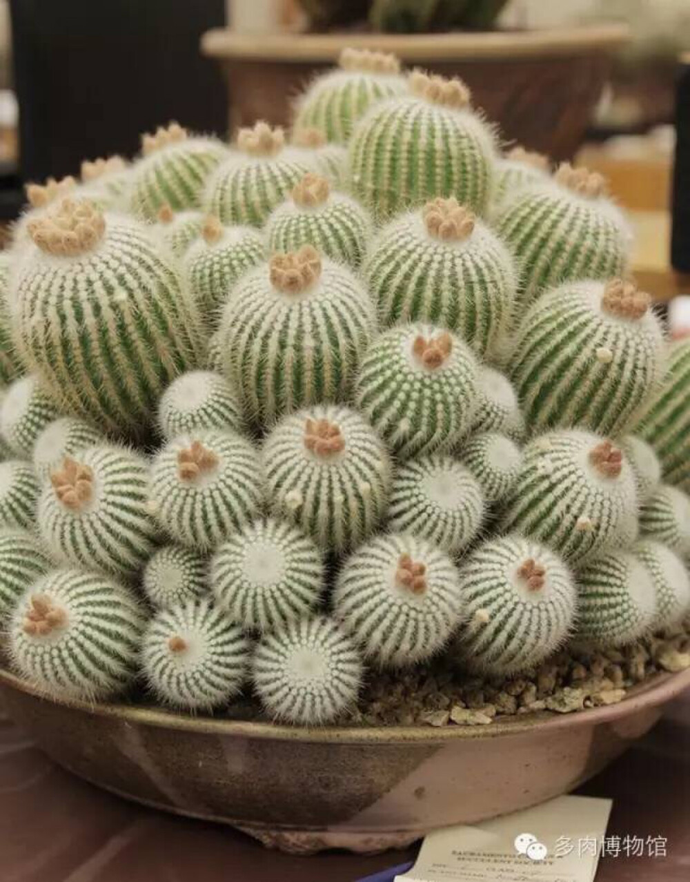 多肉在手，度夏不愁