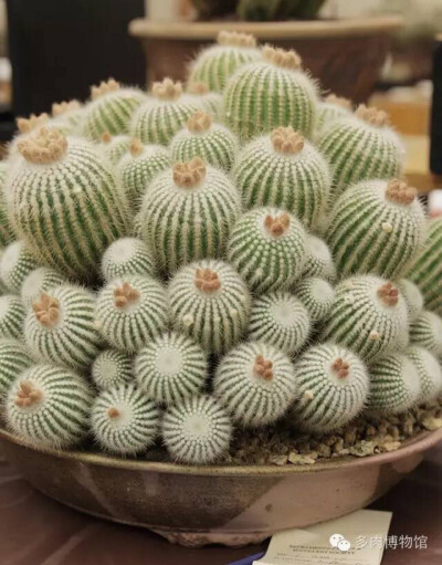 多肉在手，度夏不愁