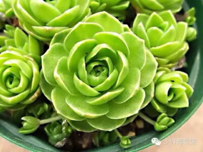 多肉在手，度夏不愁