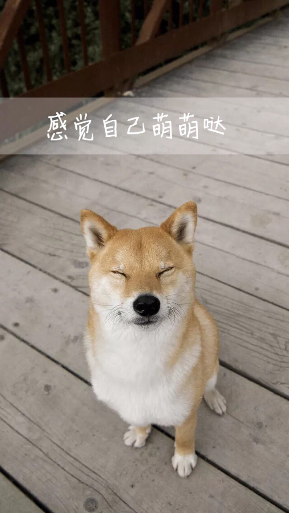 壁纸 手机桌面 iphone壁纸 萌宠 宠物 柴犬 ✨