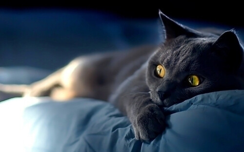 ❀喵喵---*黑色的猫钻入黑色的夜 溶化在里边 黑色的猫在黑色的夜里 就这样消散了 没有人再见过她 她自己也没有再看见自己——米洛斯拉夫•赫鲁伯*