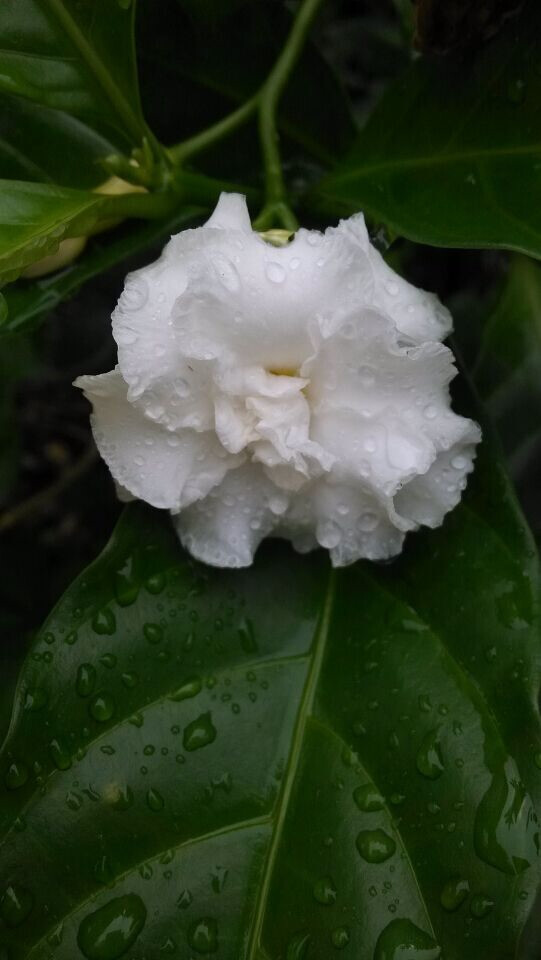 狗牙花，之前一直跟栀子花弄混