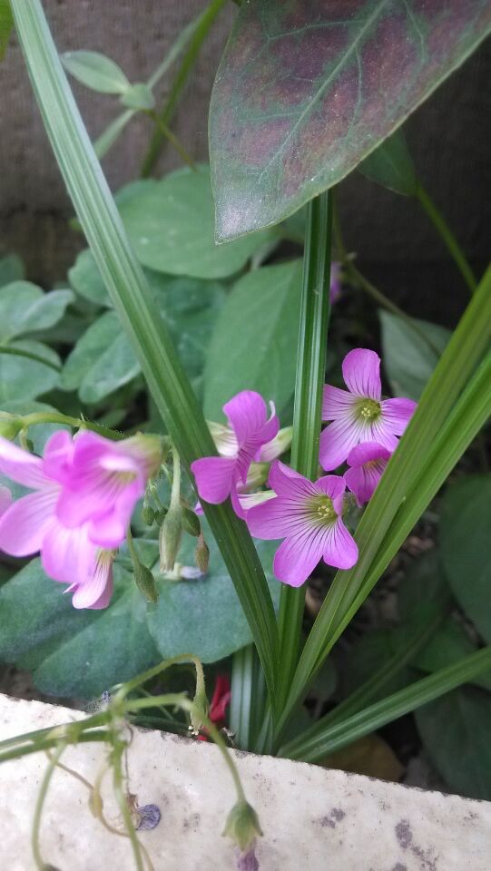 红花酢浆草