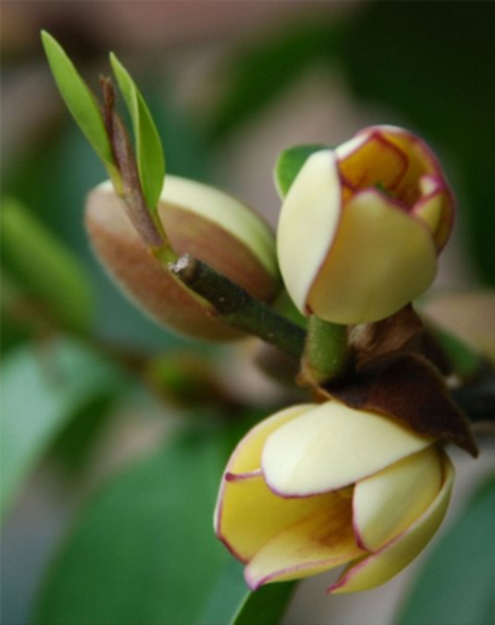 含笑花的花语：矜持、含蓄、美丽、庄重、纯洁、高洁、端庄...