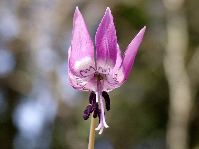 Erythronium。猪牙花