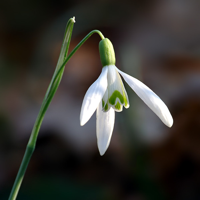 Galanthus nivalis。雪滴花