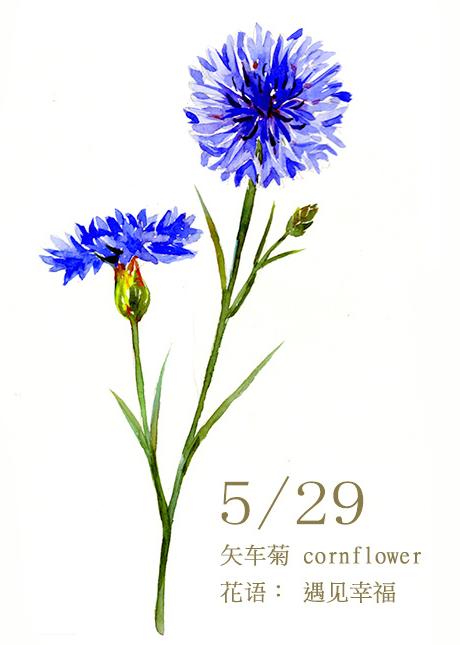 每日一花 5.29 矢车菊 cornflower 花语：纤细、优雅、遇见幸福、单身的幸福、再生、热情与忠诚、思念等 还是德国的国花也~