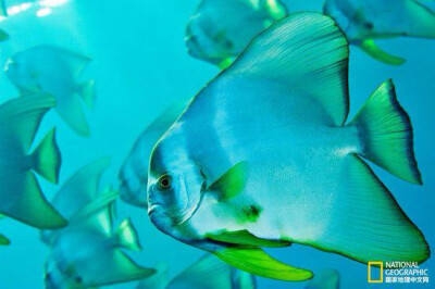 “为了捕食浮游生物，一群铲形鱼在日本小笠原群岛海域的海平面附近游弋。日落十分，当红色太阳的光线越来越弱时，海水开始呈现出美丽的蓝绿色。”