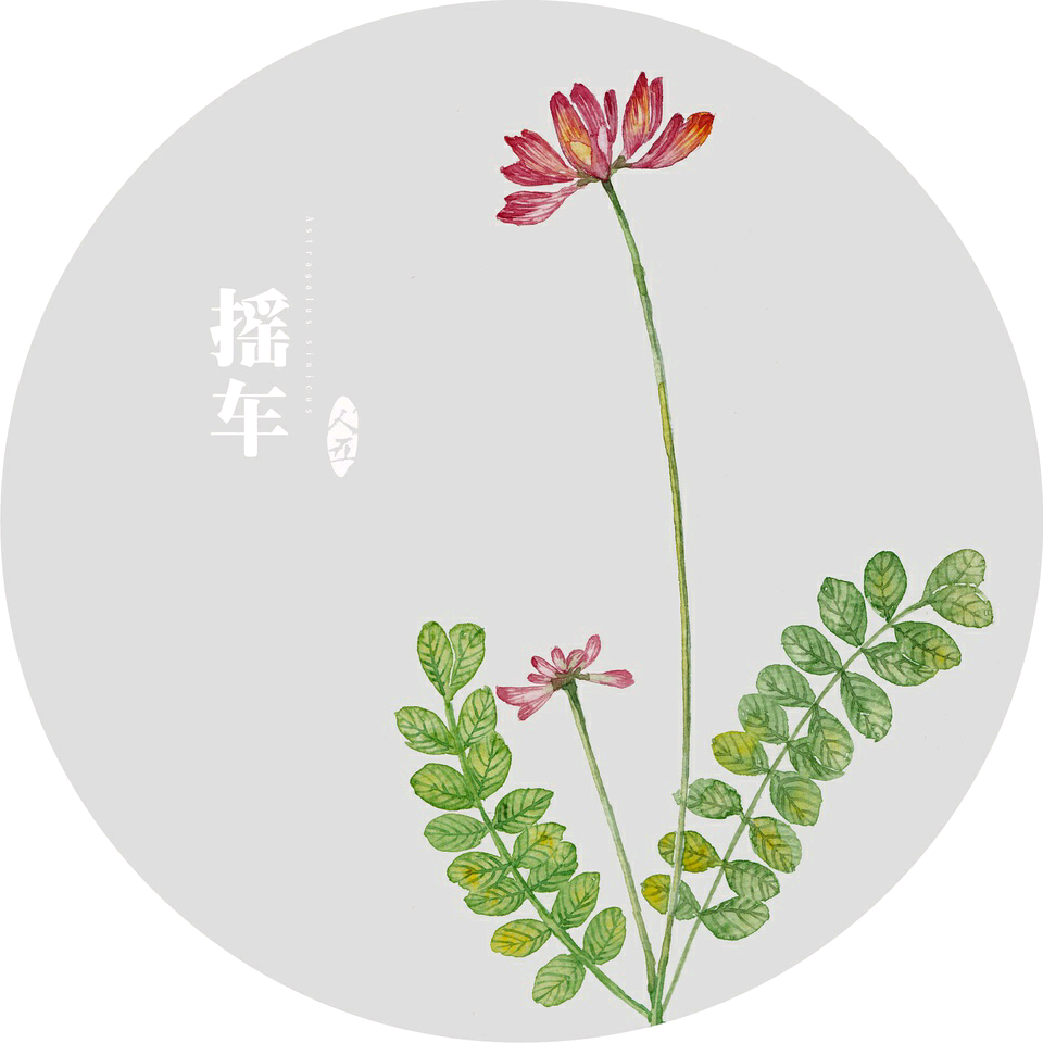 来自于植物水彩插画师人五。 出版过《手绘本草》一书，并绘制了诸多水彩植物明信片。