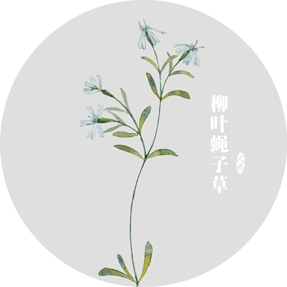 来自于植物水彩插画师人五。 出版过《手绘本草》一书，并绘制了诸多水彩植物明信片。