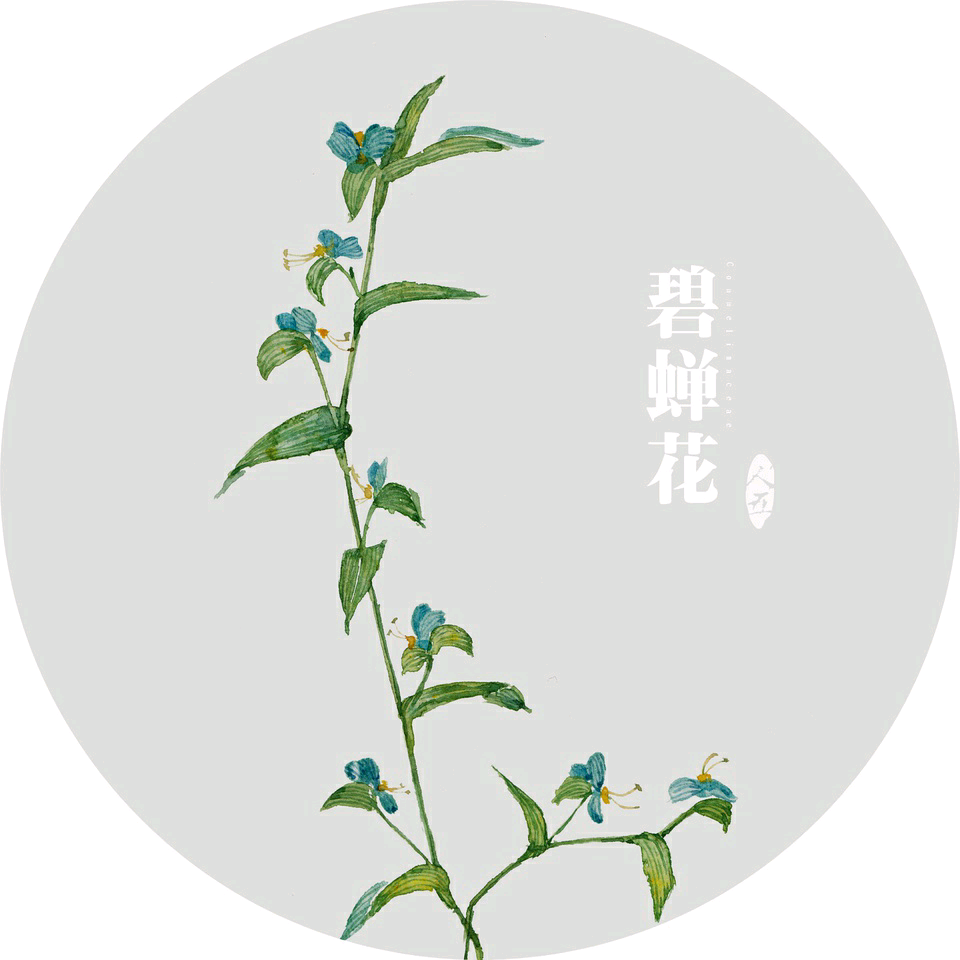 来自于植物水彩插画师人五。 出版过《手绘本草》一书，并绘制了诸多水彩植物明信片。