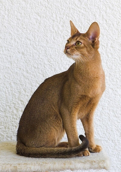 阿比西尼亚猫，又称埃塞俄比亚猫，又因步态优美被誉为芭蕾舞猫。而阿比西尼亚猫的毛色同野兔相像，英国人亦称它为兔猫或球猫。阿比西尼亚猫仪表堂堂、尊贵、庄严、天生一副帝王之相，加上它红黄相间、深浅不一、变化…
