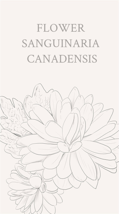 血根草Sanguinaria canadensis.原产于北美洲东部.折断或打碎根状茎时会流出似血液的红色汁液，因此被称为血根草。花语： 爱情 守护 净化...