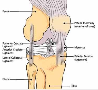 膝盖韧带 英文百科