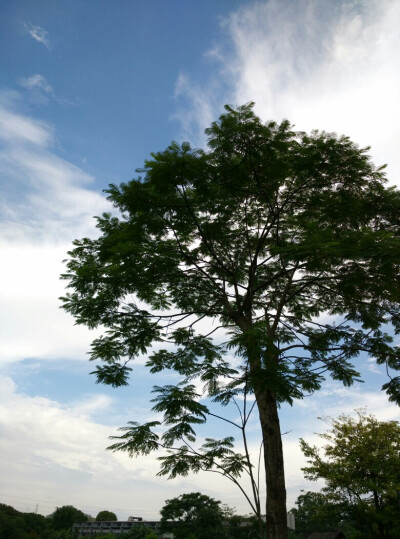 雨后的蓝天真的是蓝翻了～美美哒～观澜一棵树嘿哟哟