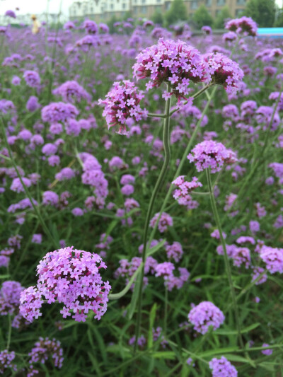 未闻花名