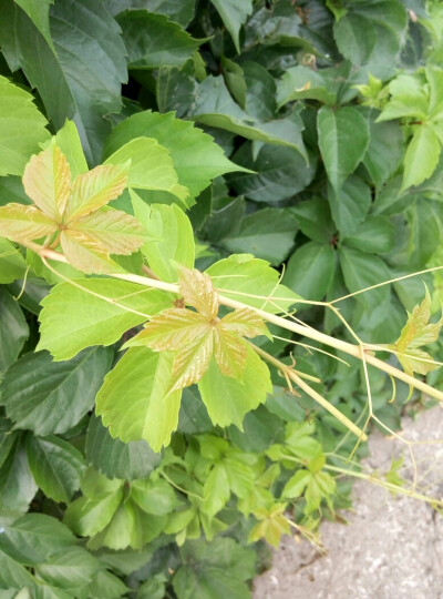 谁能给我科普一下是什么植物植物呀？