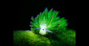 它的学名叫Costasiella kuroshimae，又叫Leaf Sheep（叶羊）。体长约5mm。属浅海生活的贝类，是甲壳类软体动物家族中的一个特殊的成员，分布于世界暖海区域，日本、印尼、菲律宾的近海都可以见到，中国暖海区也有出产。是科学家发现的第一种可生成植物色素叶绿素的动物。