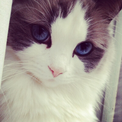 高冷女神范 猫咪 深邃蓝眼睛