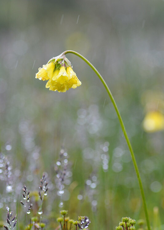 峨眉报春 Primula faberi ，报春花科报春花属。