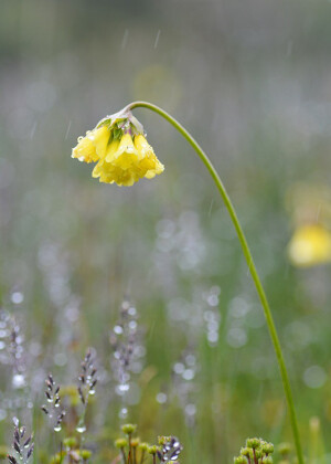 峨眉报春 Primula faberi ，报春花科报春花属。